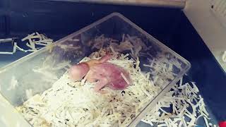 태어난지 20일된 청금강