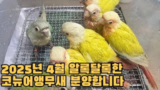 2025년4월 코뉴어앵무새 분양예약을 시작합니다