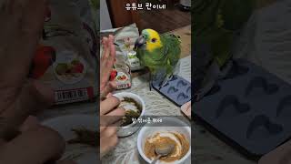 [수리] 앵무새 영양갱 만들기 / #말하는앵무새 #아마…