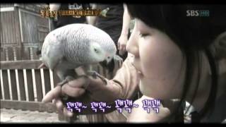 성대모사의 달인, 앵무새 '랄라' @TV 동물농장 20120701