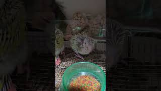 수면영상 앵무새    #코뉴어앵무새 #문칙코뉴어 #썬칙코뉴어 #앵무새 #분양 #입양