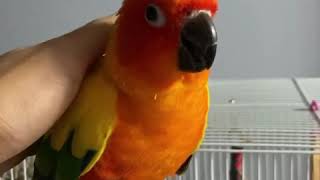 썬코뉴어 꼬꼬 만져주기