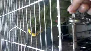 더블아마존앵무새 천재 사람과대화하는앵무새