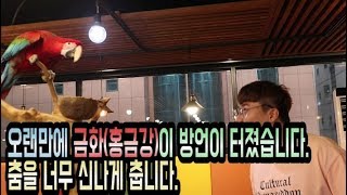 홍금강(금화)가 드디어 춤을 췄습니다.... (방언이 터졋어요)