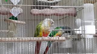 [앵무파파] 노래 따라부르는 파인애플코뉴어 코니 [20…