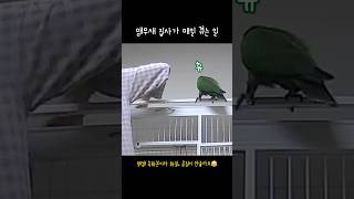 [지구] 앵무새 집사가 매일 겪는 일 / 은근히 눈치주네.. / 한숨 쉬지마ㅠㅠ / Sighing eclectus parrot