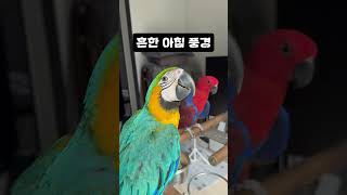 흔한 아침 풍경 #앵무새 #반려조 #새 #반려동물 #대가족 #집사 #뉴기니아 #코뉴어 #세네갈앵무 #청금강 #궁금 #맞팔 #팔로우