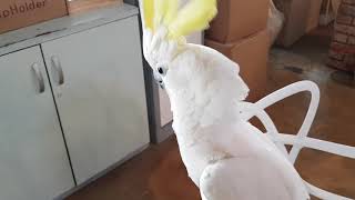 [앵무파파] 말을 잘하는 유황앵무(코카투) 앵무새 [2…