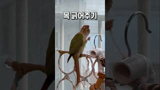 케이블타이로 혼자 긁는 앵무새  코뉴어앵무새 배추