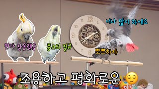 바람맞은 최고최고 루이오빠 / 몹시 수상한롬 / 몽크의 절규 