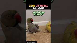 아내를 너무 좋아하는 남편 앵무새 #동물 #앵무새