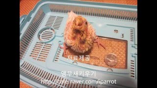왕관앵무 36일동안의 성장 스냅사진  (photographs about the development of cockatiel(for 36 days)  Parrot