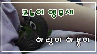 코뉴어 앵무새의 일상#하랑이#하봉이#parrot#cut…