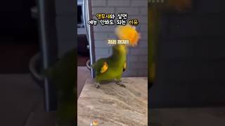 앵무새 키우면 예능 안봐도 되는 이유