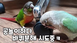 공놀이하다 바퀴물고 바등바등ㅋ#코뉴어앵무새#conure#