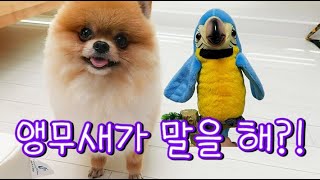 어서와, 앵무새는 처음이지? (말하는 앵무새를 본 강아…