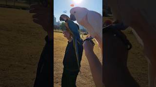 청금강과 함께 비행하는 몰루칸코카투 / freeflight /  parrot flight / #shorts