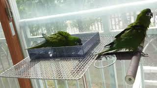 앵무새에게 물을 주면 신나게 목욕을 해요