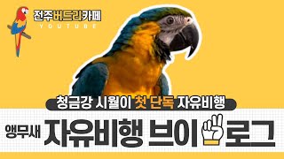 [앵무새 자유비행] 청금강시월이  대전 갑천