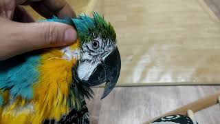 하품하는 청금강 구름이 귀여워