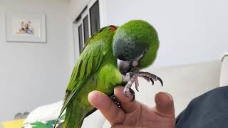 한스마카우.뽀미.집에서 하루종일ㅜㅜ붙어있네.2021.6…