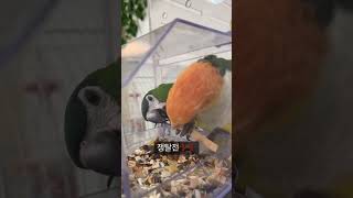 장난감 쟁탈전 중인 카이큐와 한스마카우 #parrot …