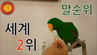 먹이를 주다 물렸네요~~ 대형앵무새 뉴기니아(Eclectus parrot) 소개설명 이색동물카페