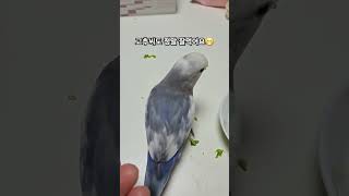 앵무새의 고추먹방 #birds #앵무새 #parrot #반려동물 #cute #코뉴어 #모란앵무 #lovebirds #먹방