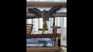 [퀘이커 앵무] 제목없음 #parrot #budgerigar #quakerparrot #사랑이 #까꿍이