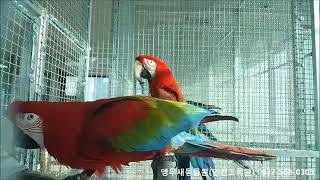 홍금강앵무새 번식조 Green winged macaw breeding pair