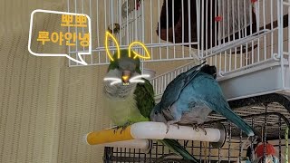 중얼중얼 루야의 귀여운 목소리 듣고가세요