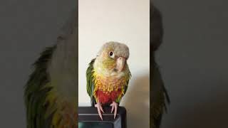 샤워한 소망이(코뉴어)