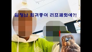 아닛!! 엄청난희귀 마카우종이!!