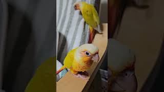 앵무새 이유조 부리 가는 소리              …