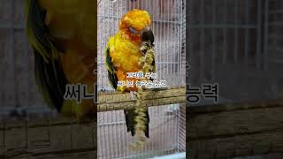 한번씩 놀라게하는 대단한 써니!  #썬코뉴어 #parrot #앵무새 #놀라운 #surprising #대단한 #terrific #고리 #ring #써니