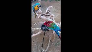 함께 있는 홍금강 앵무새,청금강 앵무새 With Hong Kong Gold Parrot, Blue Gold Parrot 一緒にいる 紅金剛オウム、青金剛オウム