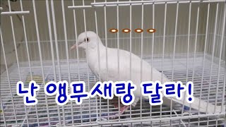 비둘기 새장 꾸며주는 방법! 앵무새랑은 달라요~