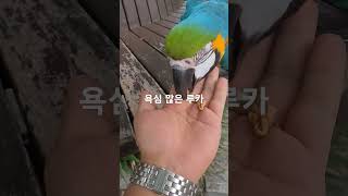 욕심 많은 루카 #청금강 #청금강앵무새 #마카우 #pa…