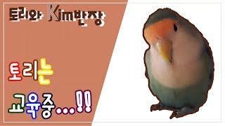 [모란앵무] 횃대위 돌아교육시키기(앵무새교육.)