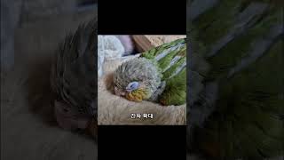 아직 먹고 자는게 일상인 아가코뉴어 2