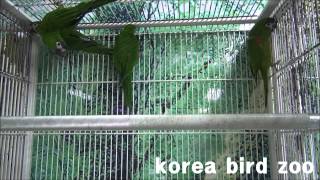 140425한스마카우