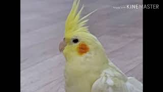 제 앵무새 몽이입니당