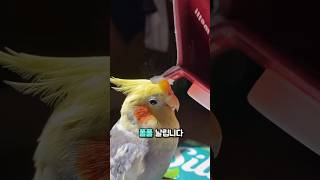 코카티엘 머리 긁었더니 가루가 폴폴 #동물#앵무새