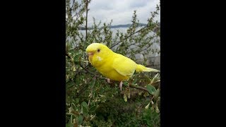 앵무새들의 특징과 소음크기 5 (사랑 앵무새의 모든것) Characteristic of parrots and noise size 5 (Everything of Budgerigar)