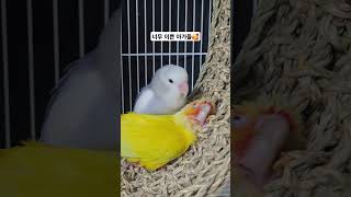 목욕한 버찌는 마사지가 필요해 #birds #parrot #앵무새 #코뉴어 #cute #pets #lovebirds #모란앵무 #애완동물 #힐링 #healing #lovely