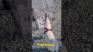 시바견 발키와 청금강앵무새 루카의 만남 #shorts