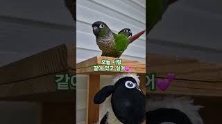 코뉴어앵무새#하랑이#하봉이#parrot#cute