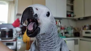 앵무새와 함께하는 아침ㅋㅋ 정신없고 좋아요 ㅋㅋ