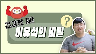 [앵무새키우기]이유조가 건강해지는 이유식! 주는방법까지…