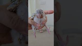To this  #parrot​​ #bird #cute #shortvideo #foryou  #youtubeshorts​ #shorts​ #힐링 #동물 #코뉴어